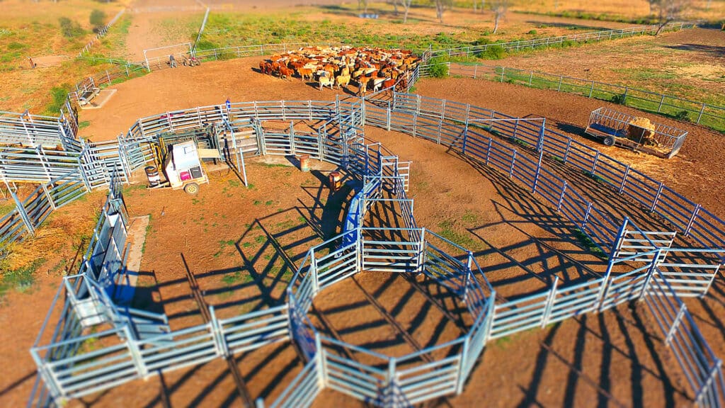 cattle yard system design plan cattle panel sheep yard design sheep panel horse round yard banner